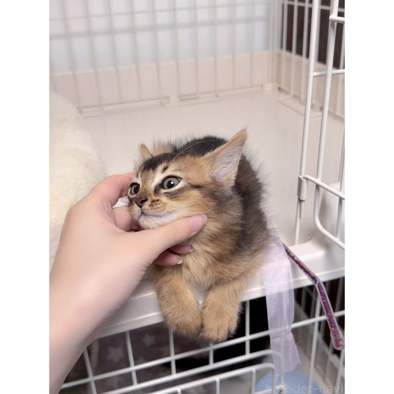 販売中の京都府のソマリ-131717の4枚目