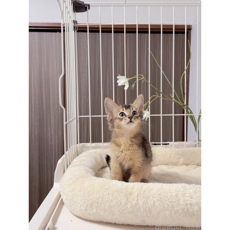 販売中の京都府のソマリ-131717の3枚目