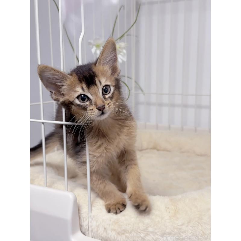 販売中の京都府のソマリ-131717の2枚目