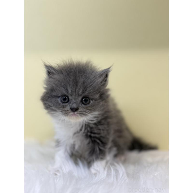 販売中の埼玉県のラガマフィン-131541の4枚目