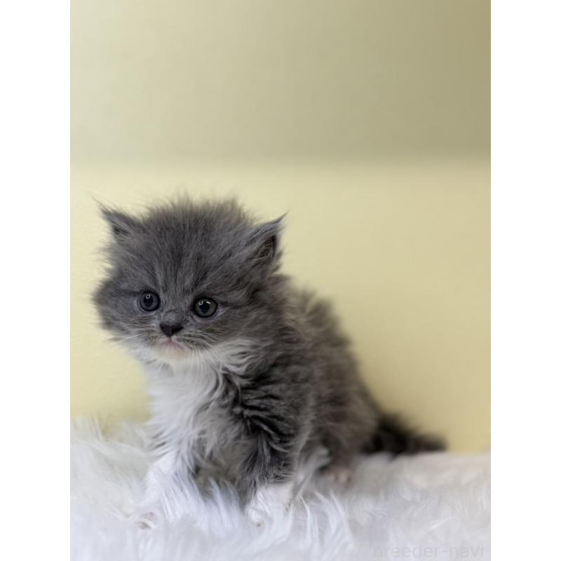 販売中の埼玉県のラガマフィン-131541の3枚目