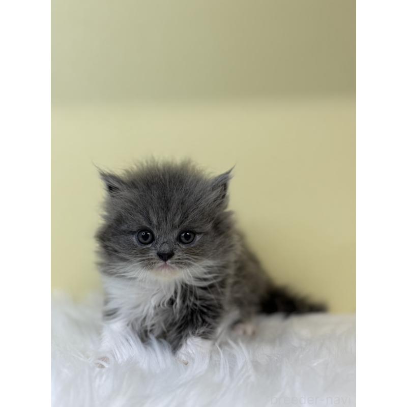 販売中の埼玉県のラガマフィン-131541の1枚目