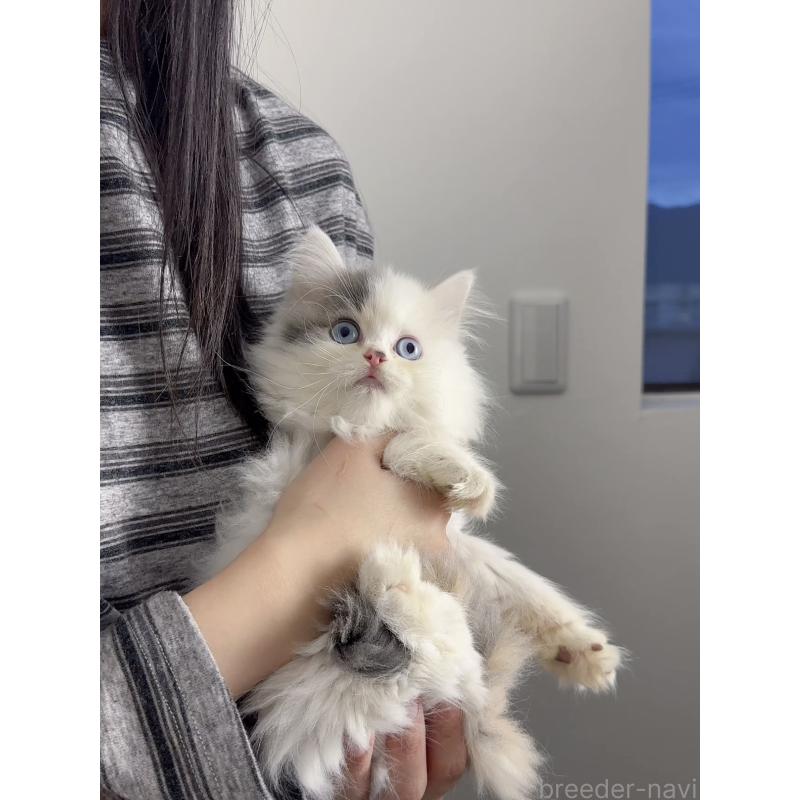 販売中の京都府のスコティッシュストレート-131718の9枚目