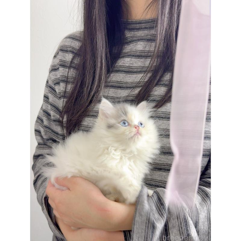 販売中の京都府のスコティッシュストレート-131718の8枚目