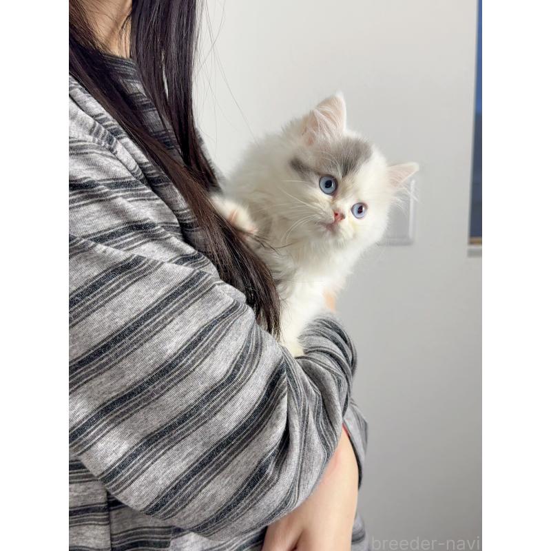 販売中の京都府のスコティッシュストレート-131718の7枚目