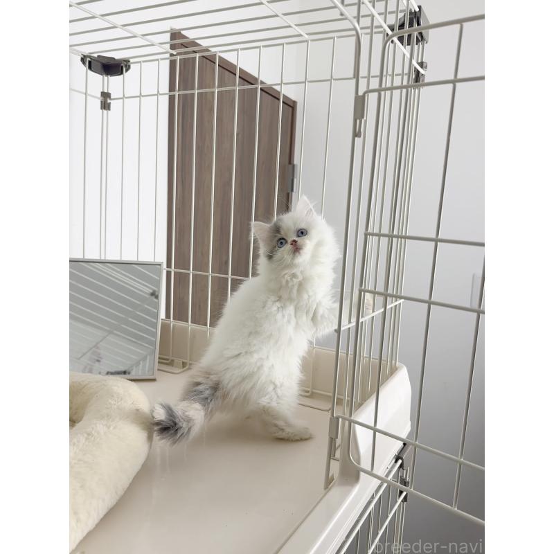 販売中の京都府のスコティッシュストレート-131718の6枚目