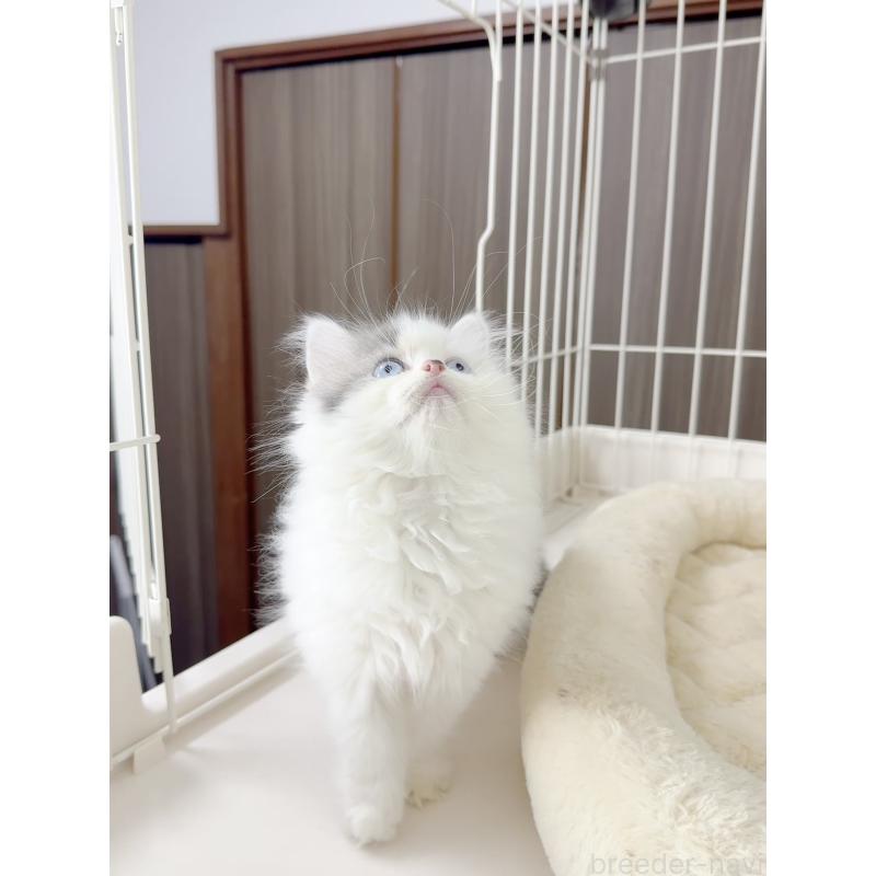 販売中の京都府のスコティッシュストレート-131718の5枚目