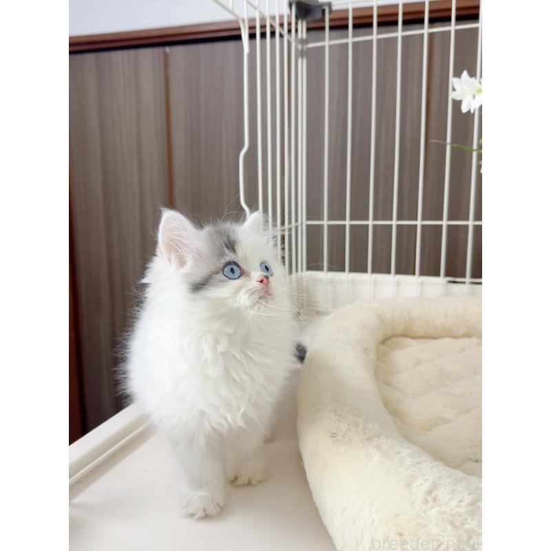 販売中の京都府のスコティッシュストレート-131718の4枚目