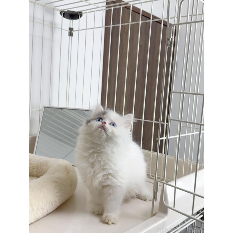 販売中の京都府のスコティッシュストレート-131718の3枚目