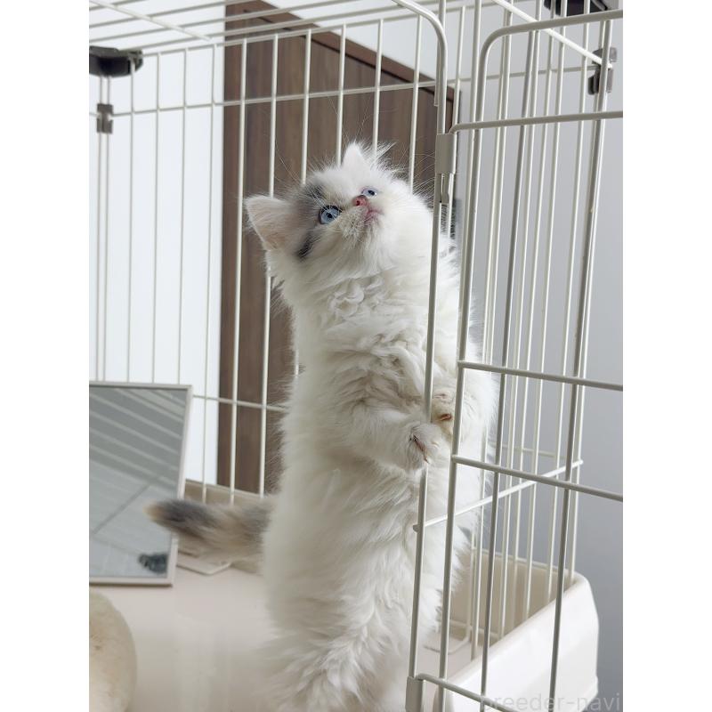 販売中の京都府のスコティッシュストレート-131718の2枚目