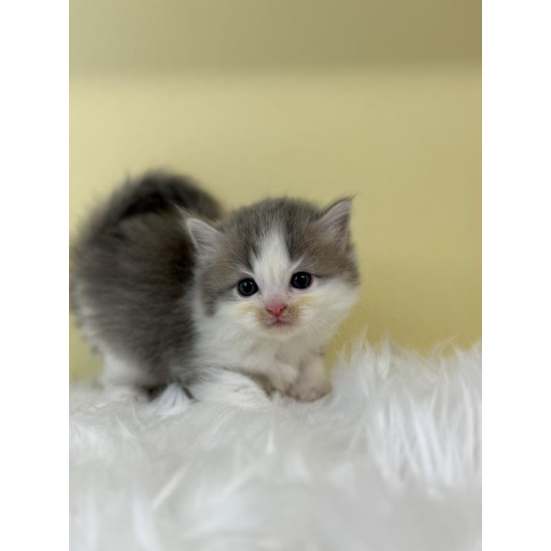 販売中の埼玉県のラガマフィン-131570の4枚目