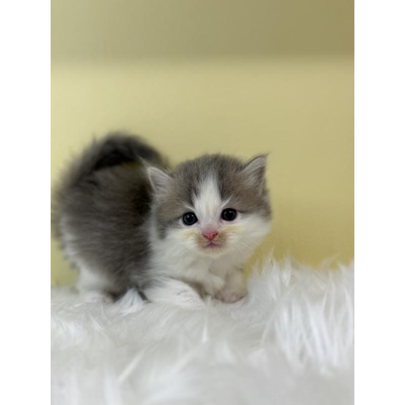 販売中の埼玉県のラガマフィン-131570の3枚目