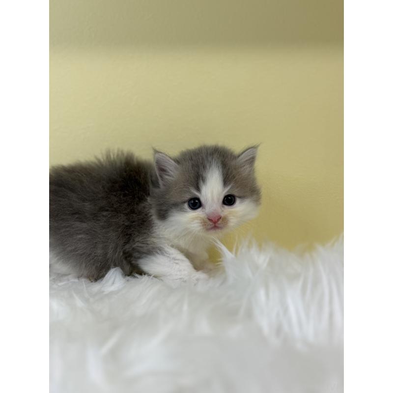 販売中の埼玉県のラガマフィン-131570の2枚目