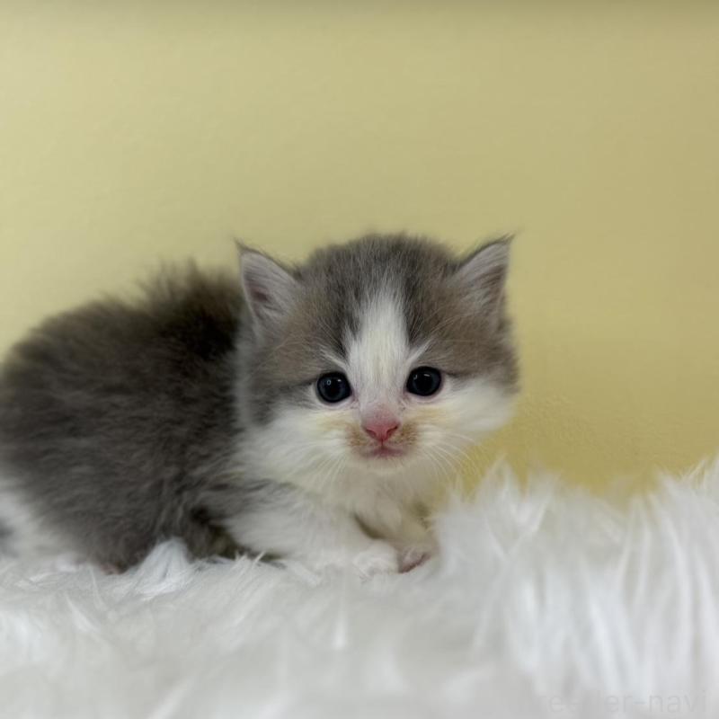 販売中の埼玉県のラガマフィン-131570