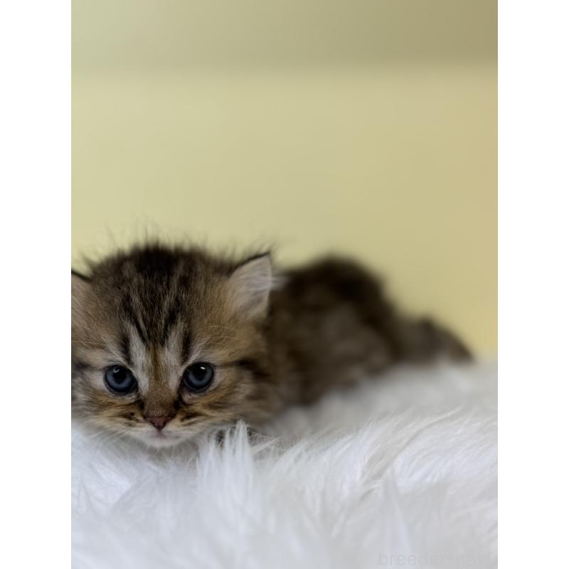 販売中の埼玉県のラガマフィン-131569の4枚目