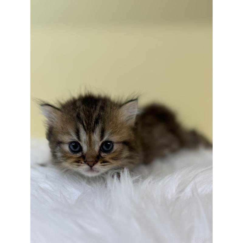 販売中の埼玉県のラガマフィン-131569の3枚目