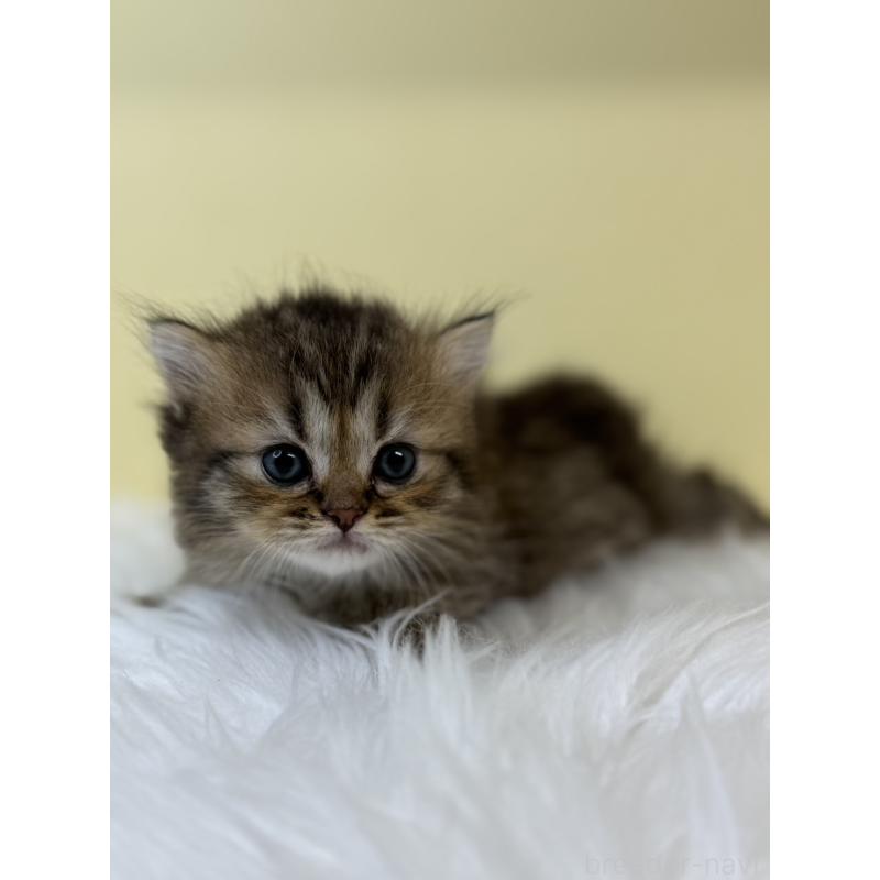 販売中の埼玉県のラガマフィン-131569の2枚目