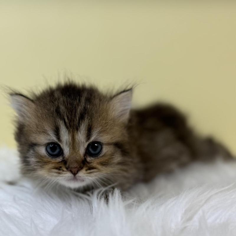 販売中の埼玉県のラガマフィン-131569の1枚目