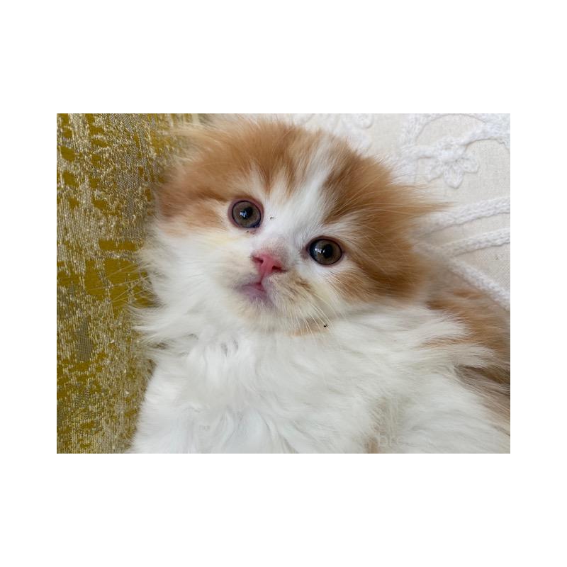 販売中の茨城県のスコティッシュフォールド-131719の10枚目