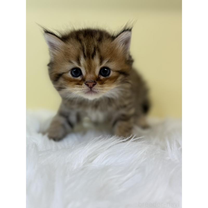 販売中の埼玉県のラガマフィン-131568の4枚目