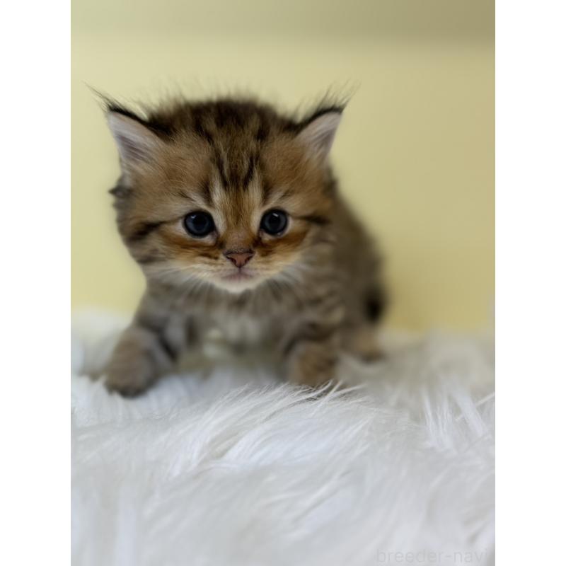 販売中の埼玉県のラガマフィン-131568の3枚目