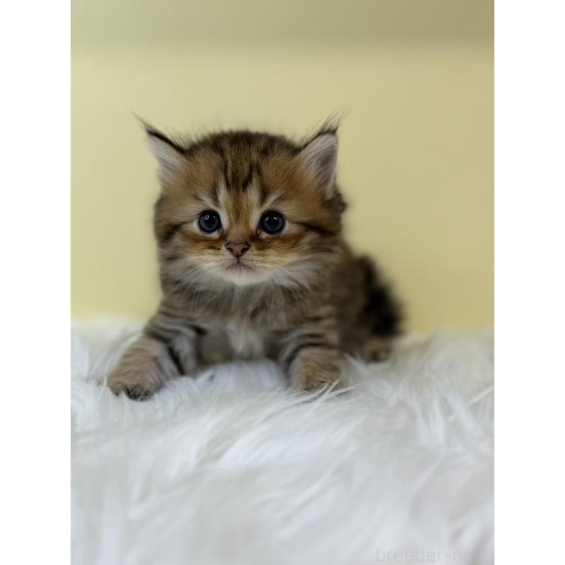 販売中の埼玉県のラガマフィン-131568の2枚目