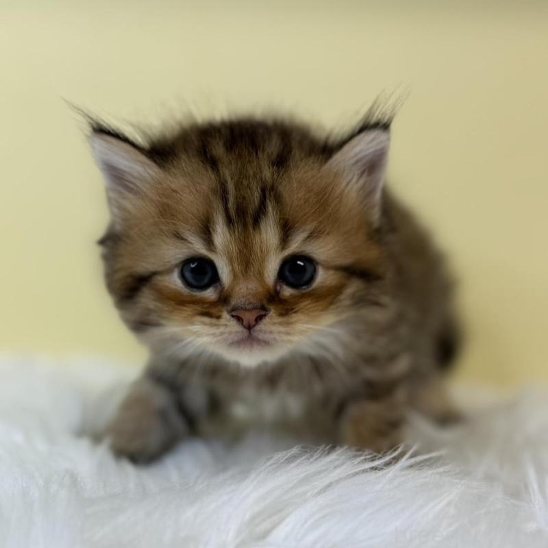 販売中の埼玉県のラガマフィン-131568