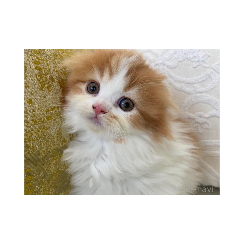 販売中の茨城県のスコティッシュフォールド-131719の9枚目