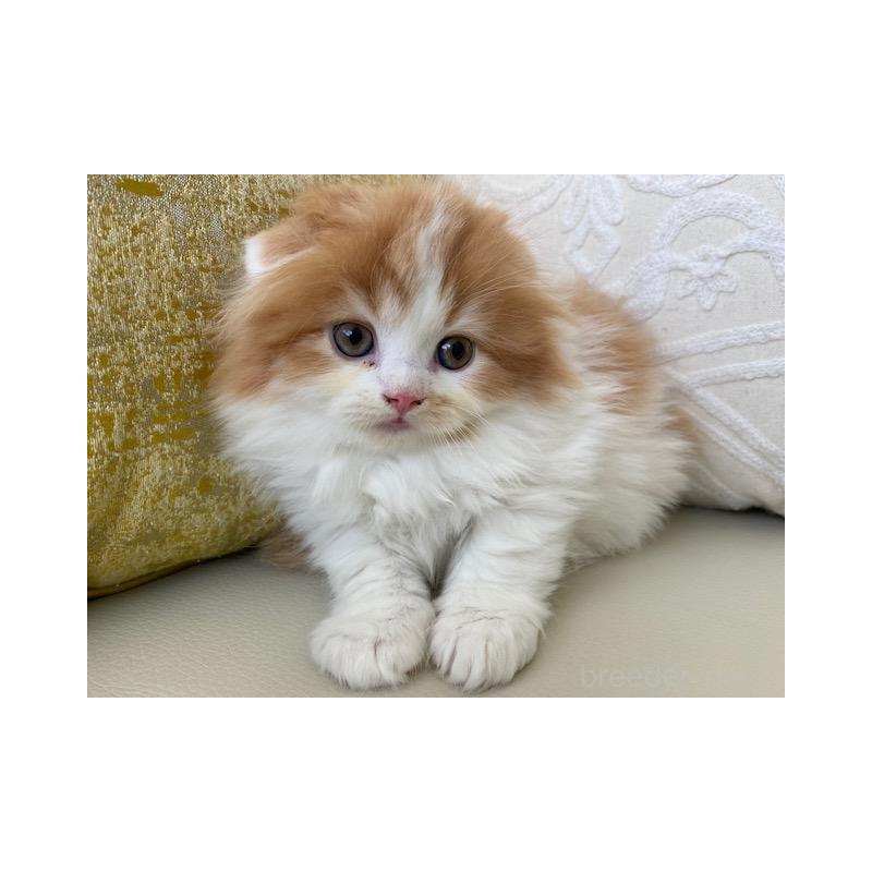 販売中の茨城県のスコティッシュフォールド-131719の8枚目