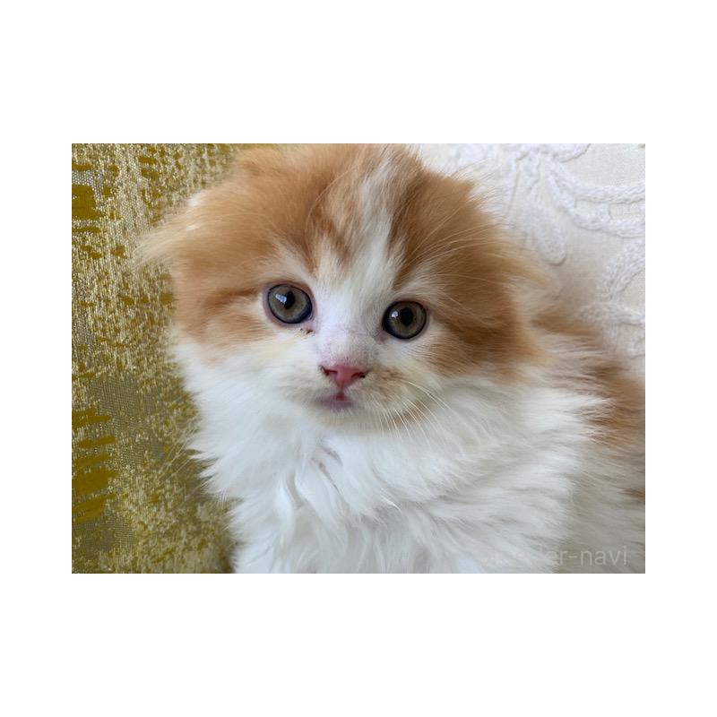 販売中の茨城県のスコティッシュフォールド-131719の7枚目