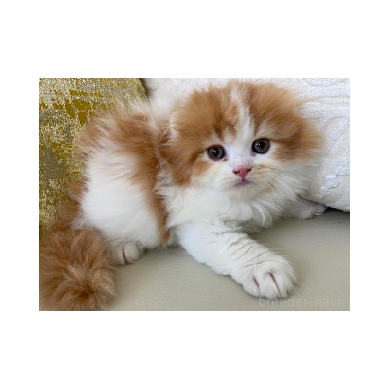 販売中の茨城県のスコティッシュフォールド-131719の6枚目