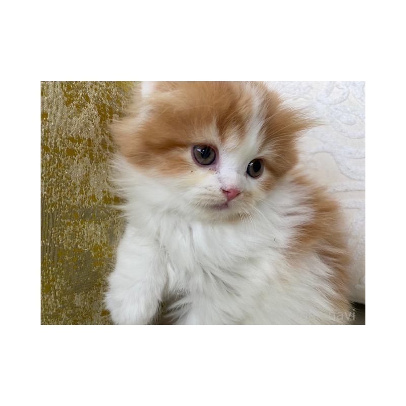 販売中の茨城県のスコティッシュフォールド-131719の5枚目