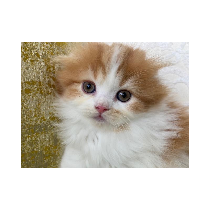 販売中の茨城県のスコティッシュフォールド-131719の3枚目