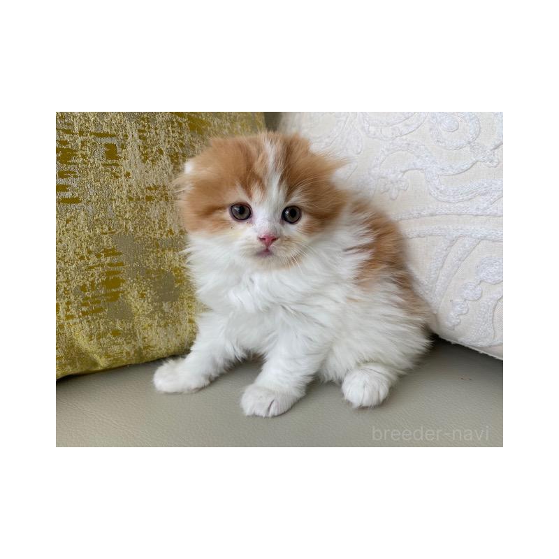 販売中の茨城県のスコティッシュフォールド-131719の4枚目