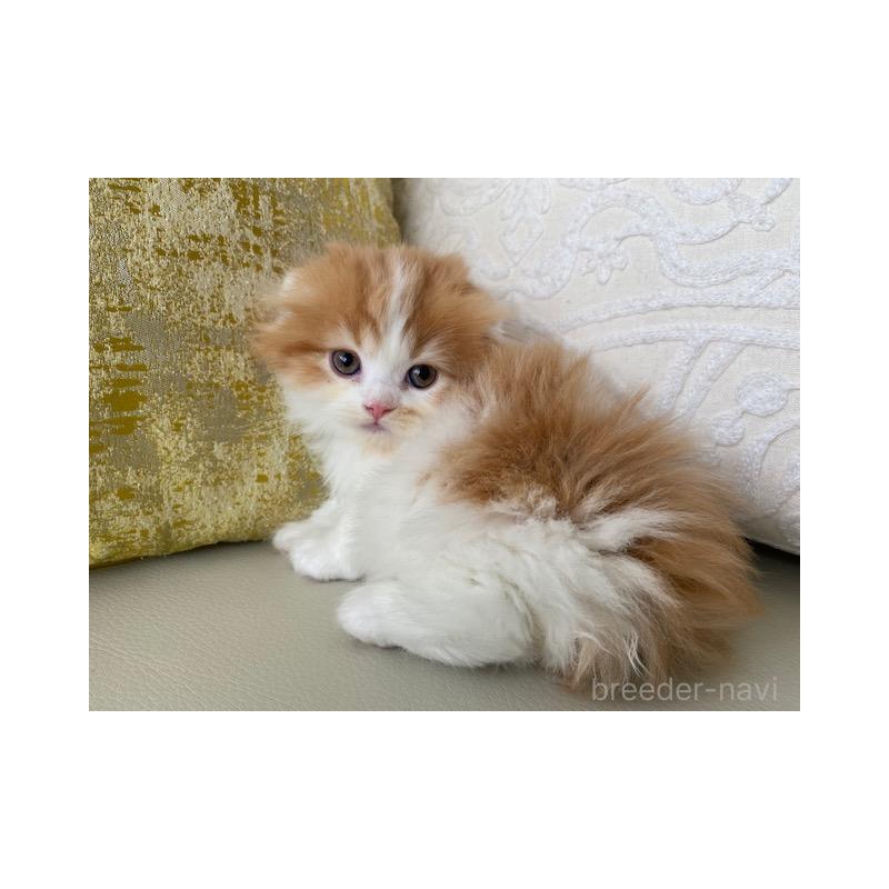 販売中の茨城県のスコティッシュフォールド-131719の2枚目