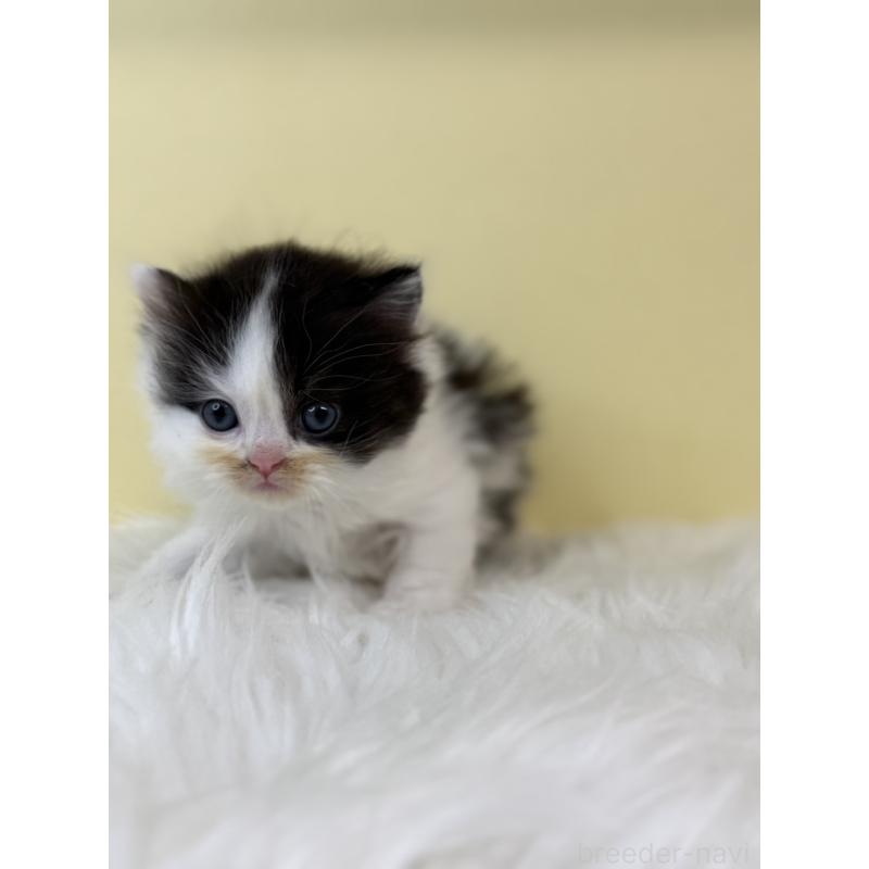 販売中の埼玉県のラガマフィン-131567の4枚目