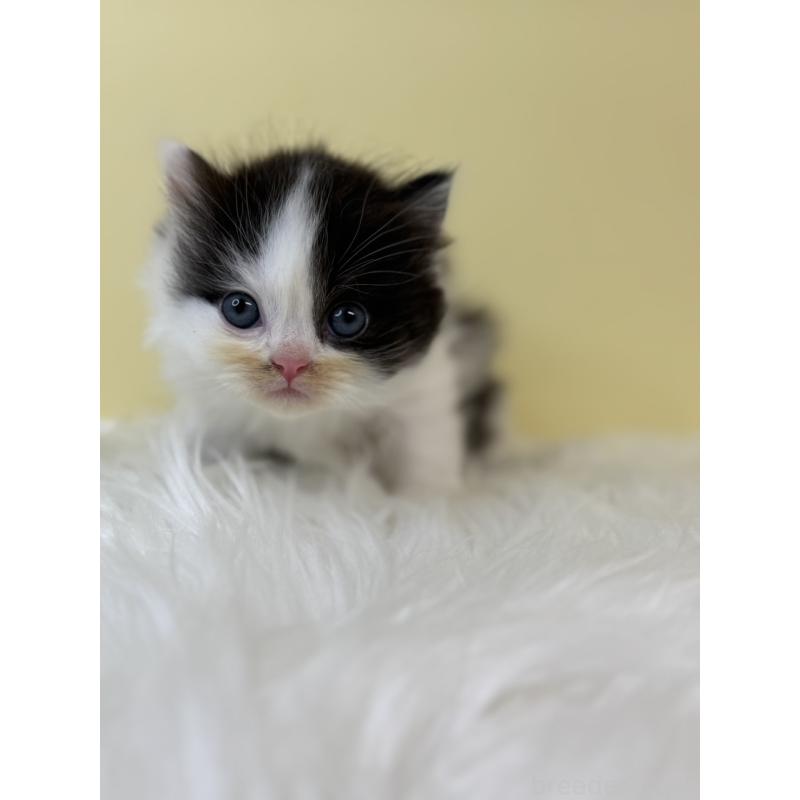 販売中の埼玉県のラガマフィン-131567の3枚目