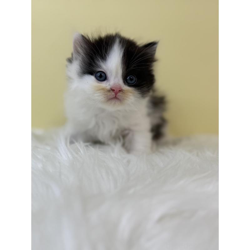 販売中の埼玉県のラガマフィン-131567の2枚目