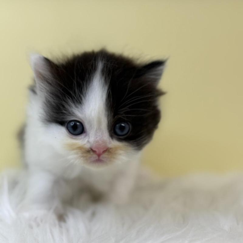 販売中の埼玉県のラガマフィン-131567