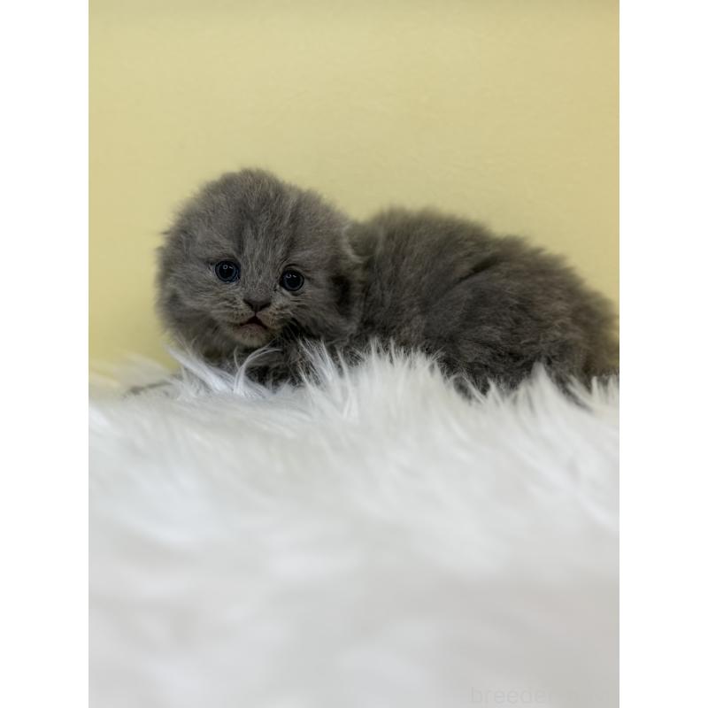 販売中の埼玉県のスコティッシュフォールド(折れ耳)-131566の4枚目