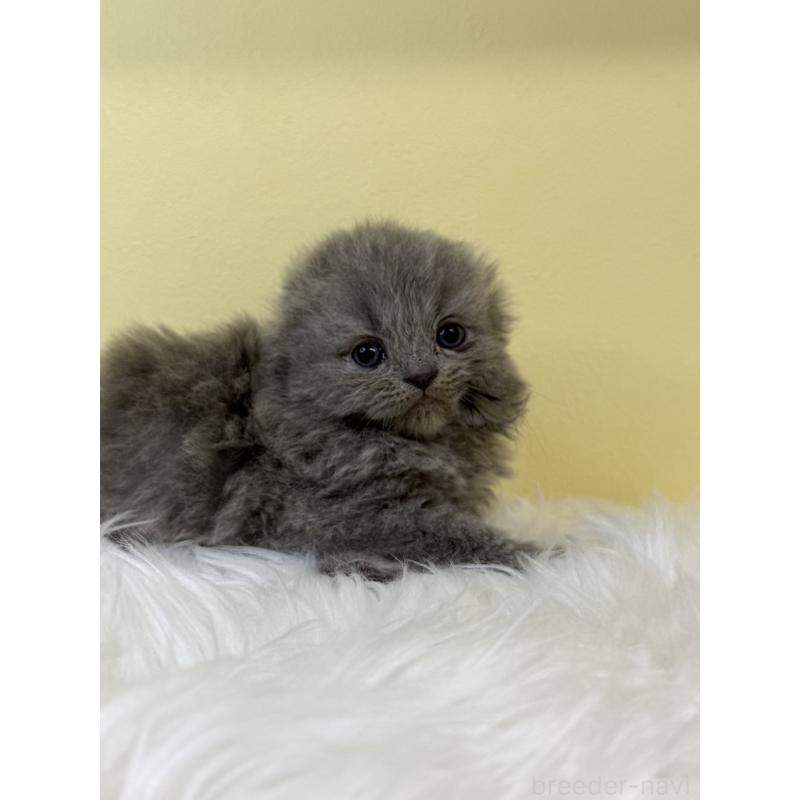 販売中の埼玉県のスコティッシュフォールド(折れ耳)-131566の3枚目