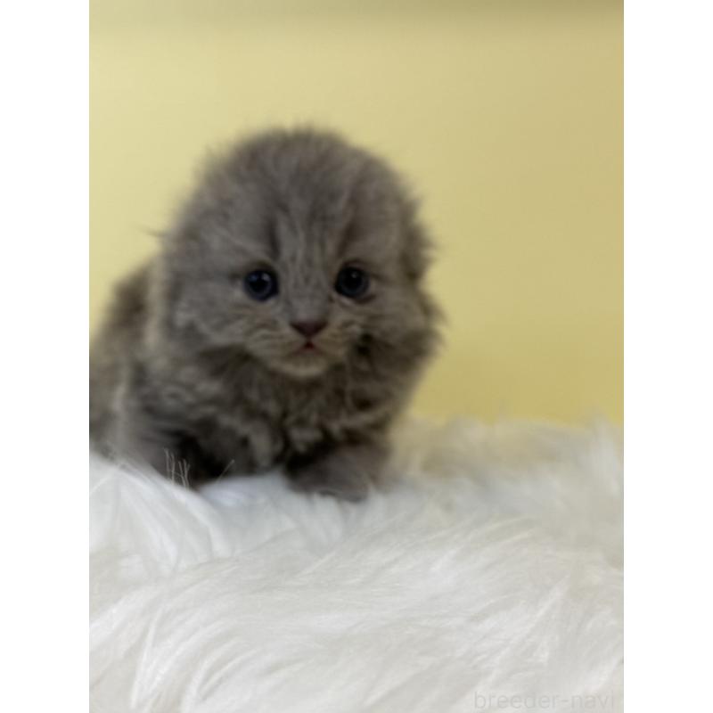 販売中の埼玉県のスコティッシュフォールド(折れ耳)-131566の2枚目