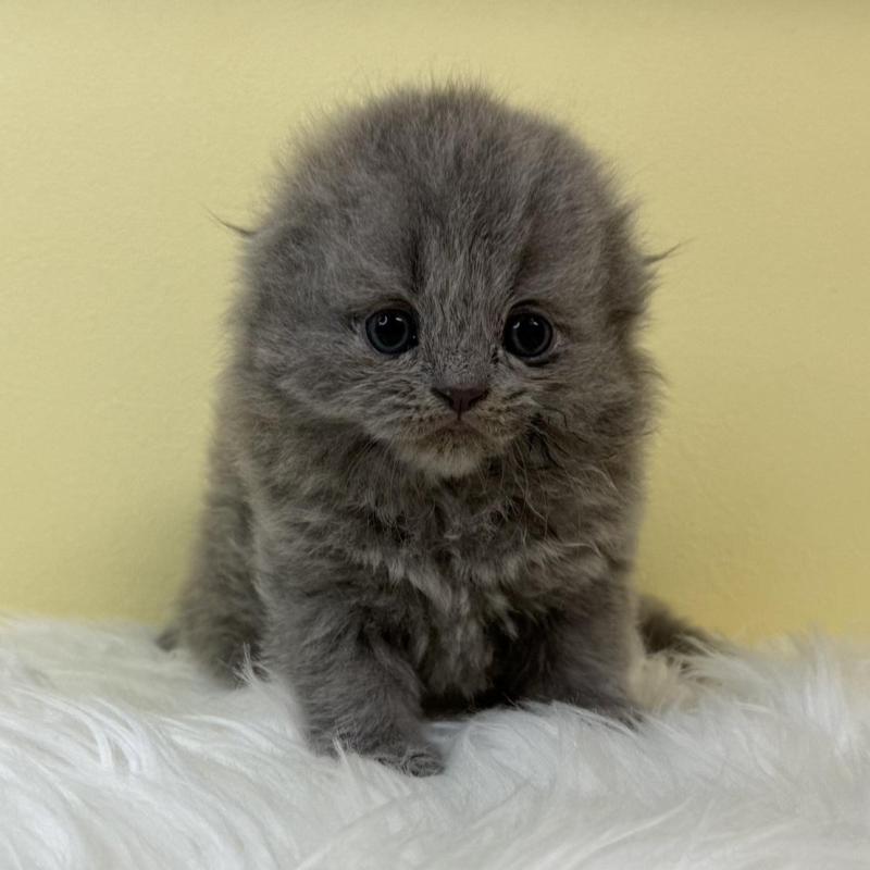 販売中の埼玉県のスコティッシュフォールド(折れ耳)-131566の1枚目