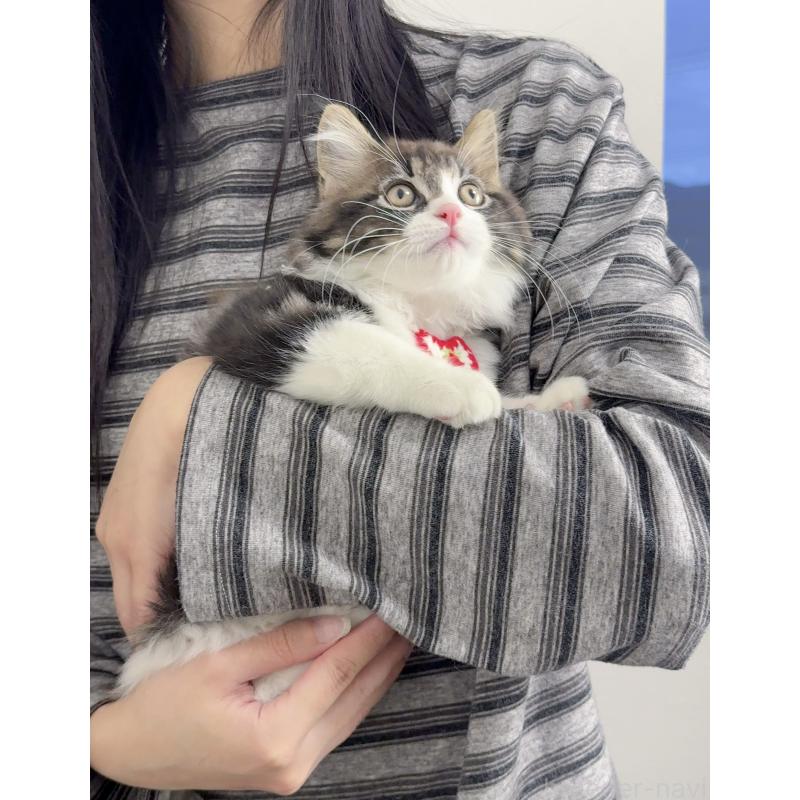 販売中の京都府のスコティッシュストレート-131720の12枚目