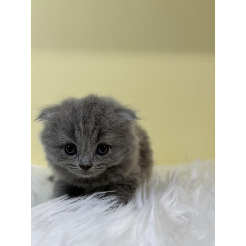 販売中の埼玉県のスコティッシュフォールド(折れ耳)-131565の4枚目