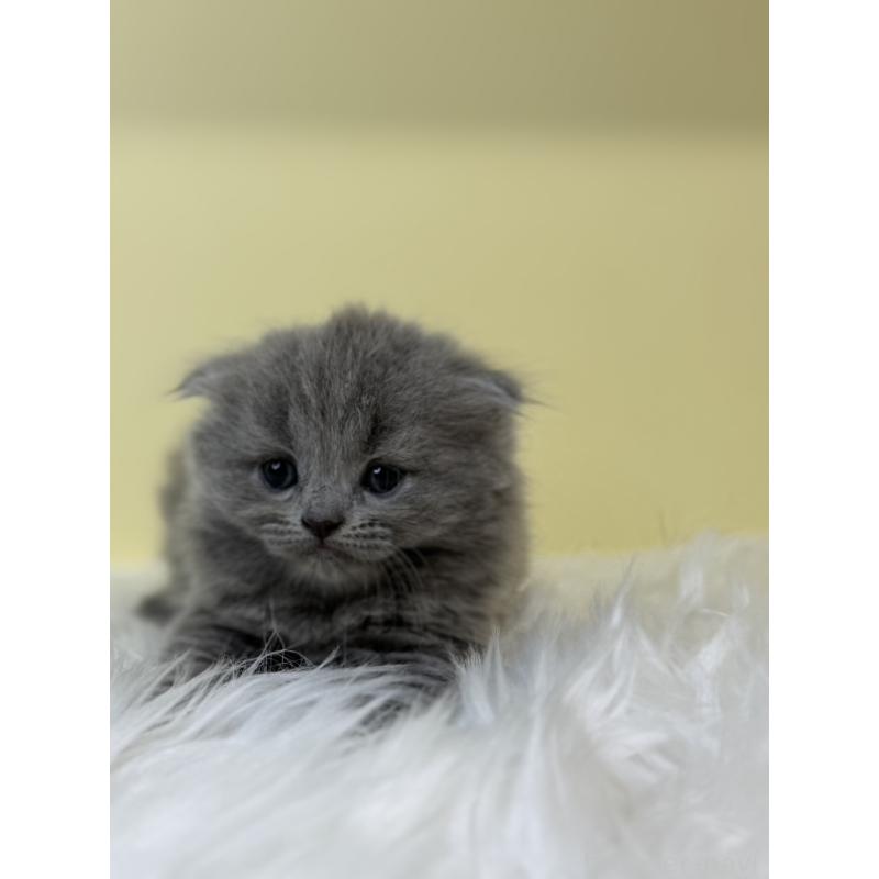 販売中の埼玉県のスコティッシュフォールド(折れ耳)-131565の3枚目