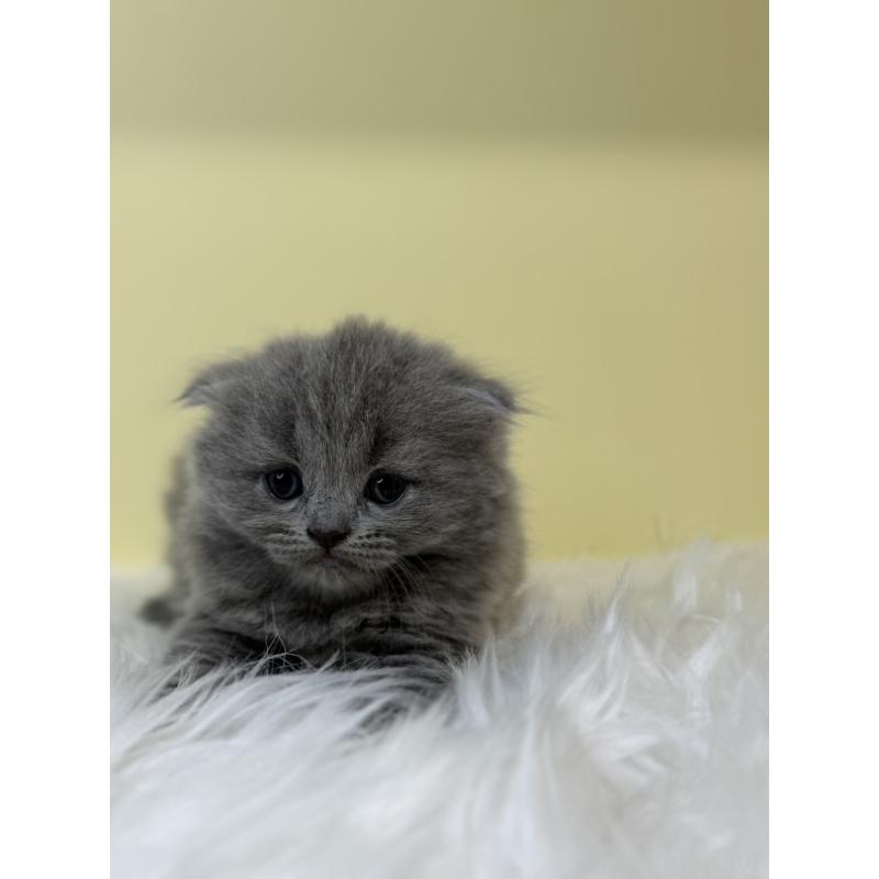 販売中の埼玉県のスコティッシュフォールド(折れ耳)-131565の2枚目