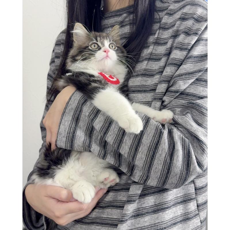 販売中の京都府のスコティッシュストレート-131720の11枚目