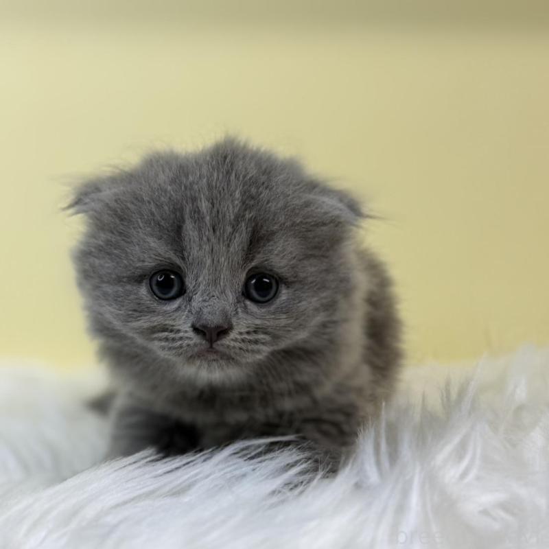 販売中の埼玉県のスコティッシュフォールド(折れ耳)-131565の1枚目