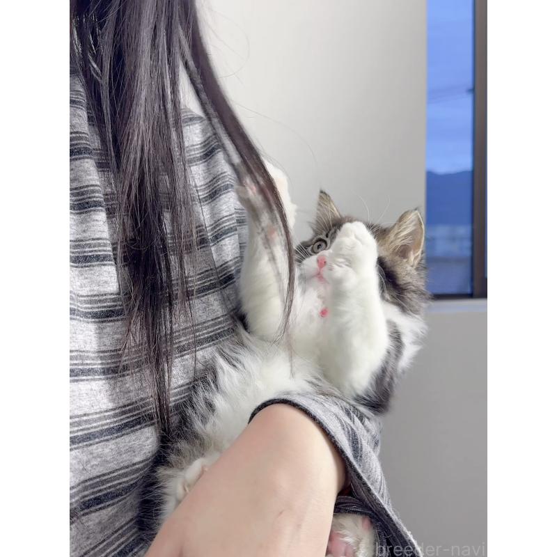 販売中の京都府のスコティッシュストレート-131720の10枚目